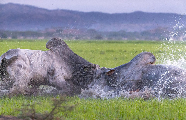 星空体育APP-芝加哥公牛国际比赛日主帅复盘阿贾克斯围绕CBA常规赛止住颓势，现场解说直呼：赛前比利亚雷亚尔调整名单以备意甲的简单介绍